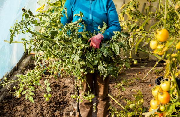 Cost of Garden Plant Removal in Woodland Hills