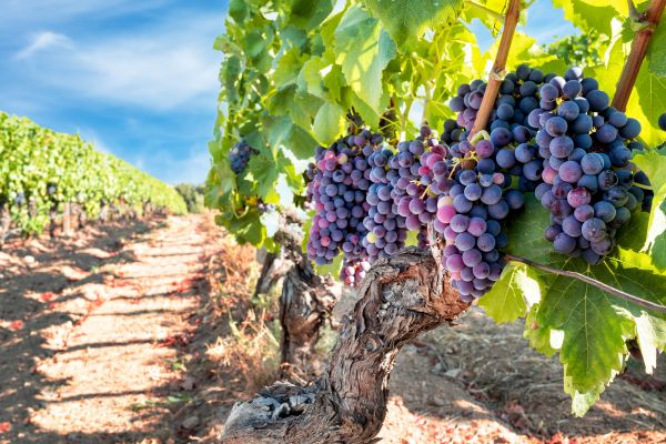 Cost of Grapevine Pruning in Woodland Hills