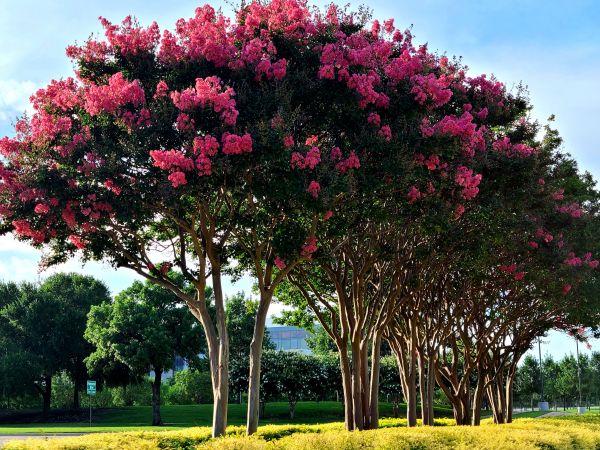 Cost of Crepe Myrtle Pruning in Woodland Hills