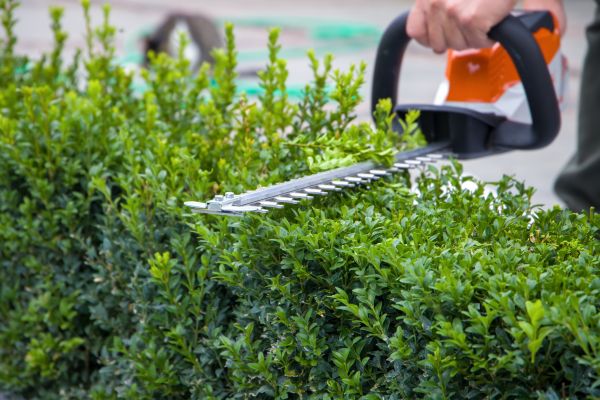 Cost of Evergreen Hedge Trimming in Woodland Hills