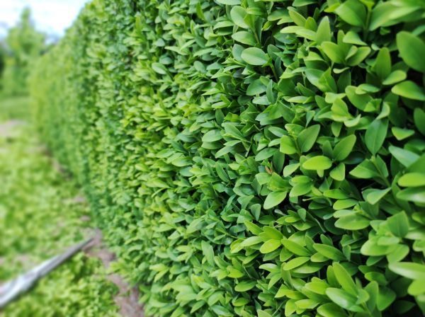 Cost of Boxwood Pruning in Woodland Hills