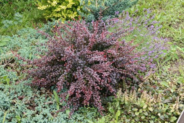 Cost of Japanese Barberry Removal in Woodland Hills