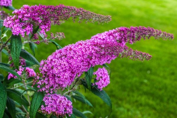 Cost of Butterfly Bush Removal in Woodland Hills