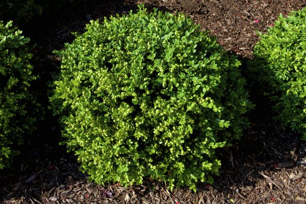 Cost of Boxwood Removal in Woodland Hills