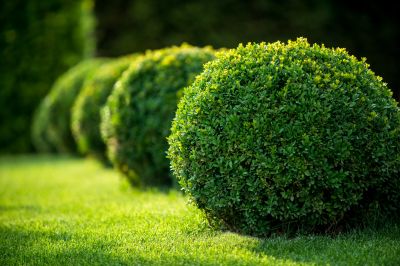 Shrubs Trimming